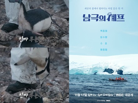 南極保護区域でペンギンを“逆さ持ち上げ”…韓国バラエティ番組に動物虐待疑惑が浮上　制作側「触れたのは研究員」