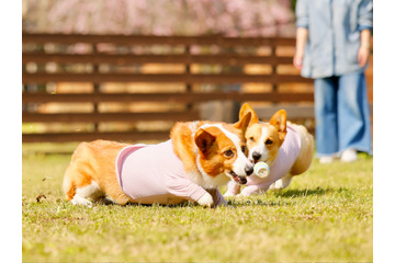 日光グランピング、愛犬同伴無料キャンペーン実施！霧降高原牛BBQも楽しめる 画像