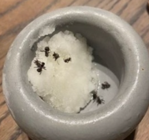 アリが使用されたデザート