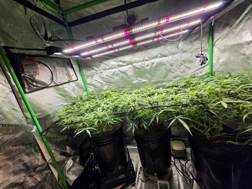 大麻