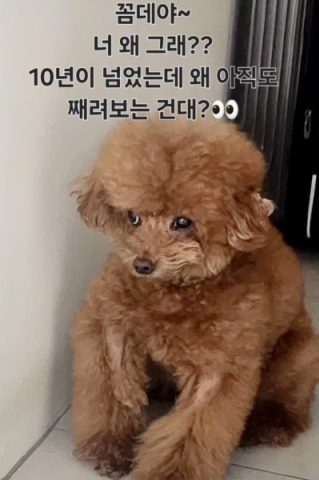 キーの愛犬「コムデ」