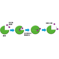 酵素反応の高速な動きを原子レベルで可視化する新規計測技術の開発