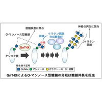脳の糖鎖が伸びる仕組みを解明