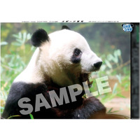 「再見シャオシャオ　謝謝レイレイ」特別号１月20日発売【スポーツ報知】