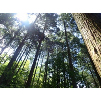 森林由来Ｊ-クレジットを活用した、カーボンオフセット燃料の実証販売開始について