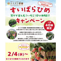 【スイパラ／店舗限定】お席でいちご狩り、そのままお持ち帰り！鉢ごと楽しむ「すいぱらひめ」体験キャンペーン開催