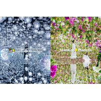 東京のチームラボ、2025年の年間来館者数が約420万人を記録。チームラボボーダレスは約169万人、チームラボプラネッツは約251万人が来館。