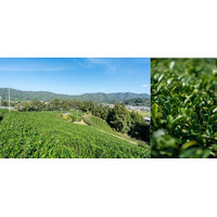 【デュシタニ京都】茶葉のみを使った新たな喫煙体験「茶香」と、日本酒やウィスキーとのマリアージュを味わうウェルビーイングメニューを提供開始