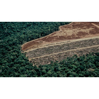 世界最大級の小型SAR衛星コンステレーションで防衛・防災を支援する「ICEYE」、全天候型の違法伐採監視サービスの提供を開始