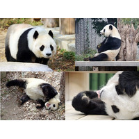 【NHKカルチャー】パンダライター二木繁美さんによる「また会える気がして～本と記憶でたどるタンタンお嬢様と過ごした日々」【2026年3月28日（土）16時00分～】