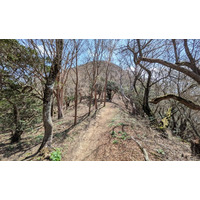 シャクナゲに染まる「トレッキングセミナー天城山」開催