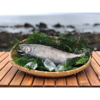 兵庫県赤穂市の塩カフェ　AMAMI TERRACE6月「天塩スタジオ東京」にて１.幻の魚 サツキマス料理、２.赤穂の地酒と塩のマリアージュ体験３.天塩ピザ作りのランチ付きワークショップ開催