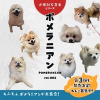 【期間限定】電子書籍版が無料で読める！ポメラニアンだらけ写真集（犬種別写真集シリーズ第3弾「ポメラニアンvol.002」）がKindleで期間限定の無料配信
