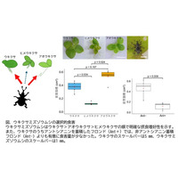 ウキクサを食べる虫の”選り好み”-日本に生育する３種のウキクサに対するウキクサミズゾウムシの摂食嗜好性を解明-